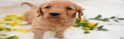 Golden Retriever dogs for sale: Iris - AKC, Genetically Clear - Ad 4