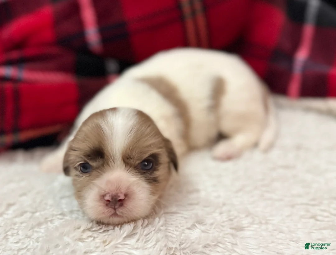 Shihpoo dogs for sale: Beau - Ad 7