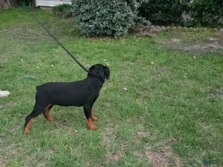 Rottweiler dogs Rottweiler Puppy 3 - Ad 12