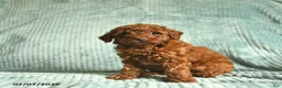 Toy Poodle dogs for sale: Fluffy  - Ad 3