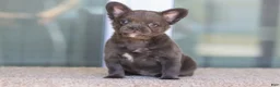 French Bulldog dogs for sale: French Bulldog Girl 2 - Ad 4