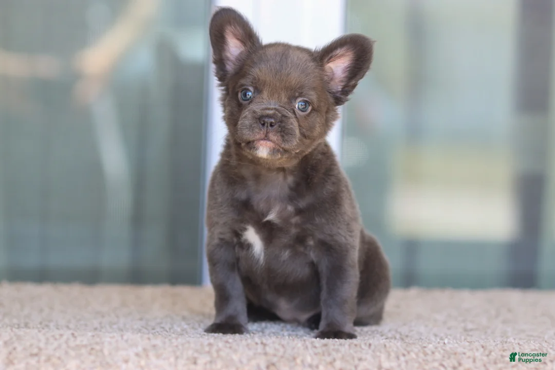 French Bulldog dogs for sale: French Bulldog Girl 2 - Ad 4