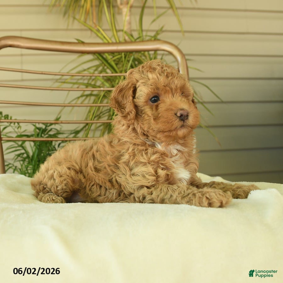 Miniature Poodle dogs for sale: Maggy - Ad 5