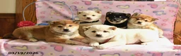 Shiba Inu dogs for sale: Dahlia - Ad 3