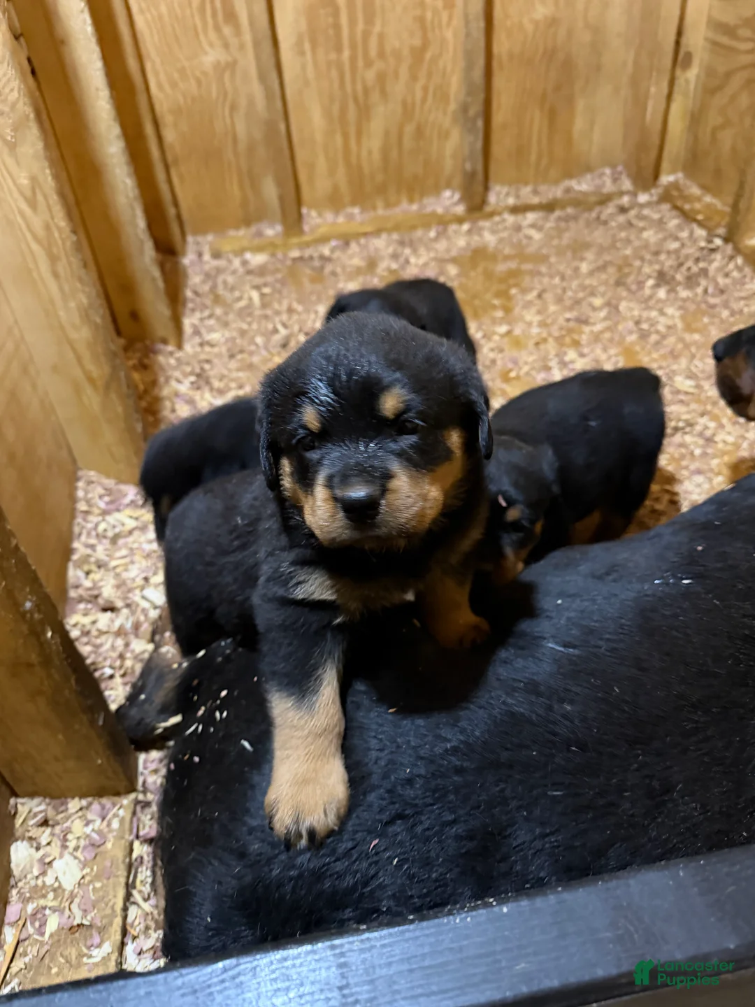 Rottweiler dogs for sale: Nala - Ad 5