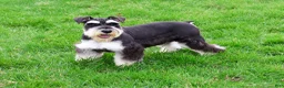 Miniature Schnauzer dogs for sale: Jasper  - Ad 5