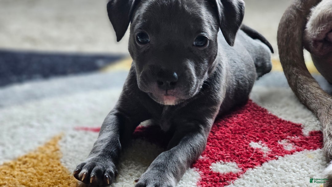 American Pit Bull Terrier dogs for sale: Blue Nose Pitbull Thor - Ad 6
