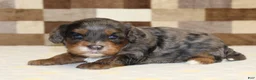 Cavapoo dogs for sale: Victoria - Ad 3