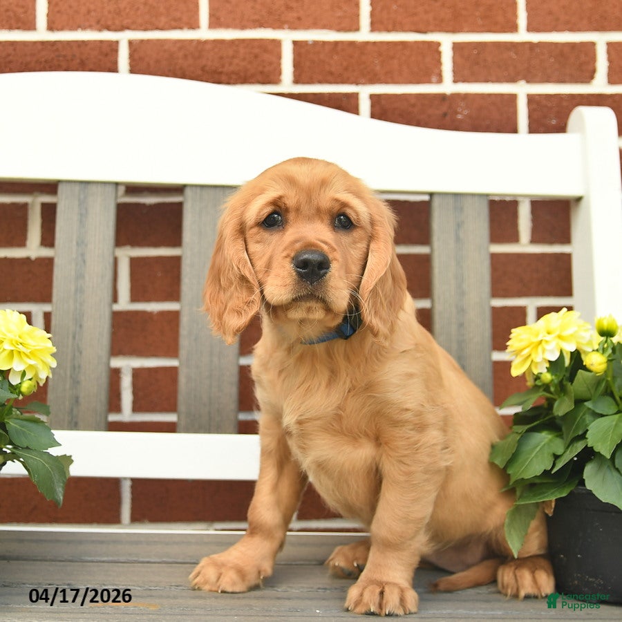 Miniature Golden Retriever dogs Kitty - Ad 1
