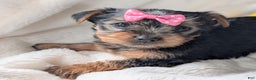 Yorkshire Terrier dogs for sale: Anna - Ad 3