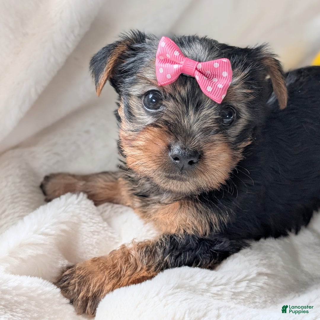 Yorkshire Terrier dogs for sale: Anna - Ad 3