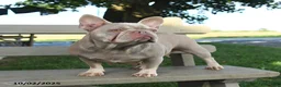 French Bulldog dogs for sale: Kona - Ad 16
