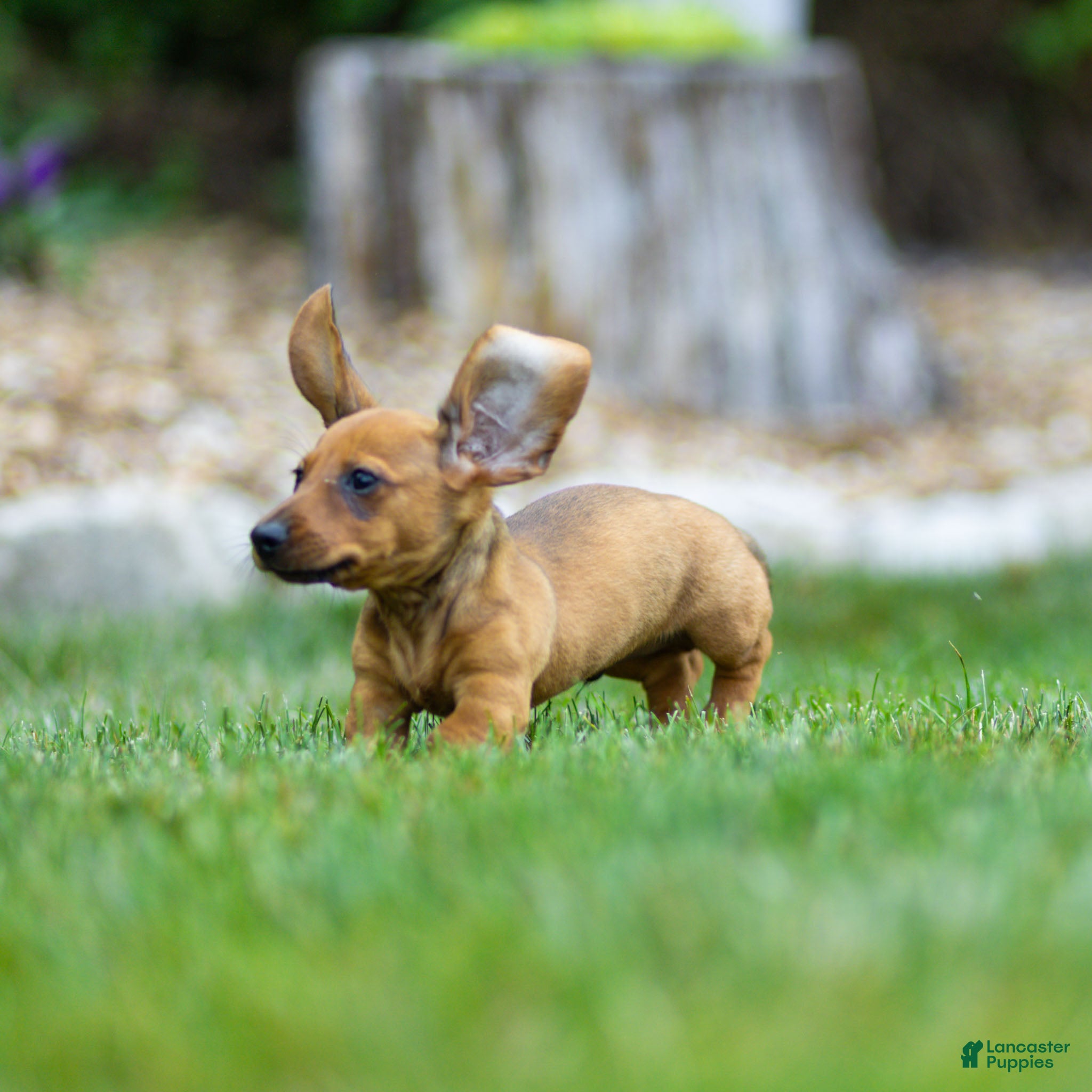 Miniature Dachshund dogs Mikey Miniature Dachshund  - Ad 2