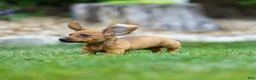 Miniature Dachshund dogs for sale: Mikey Miniature Dachshund  - Ad 10