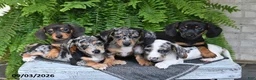 Miniature Dachshund dogs for sale: Mindy - Ad 3