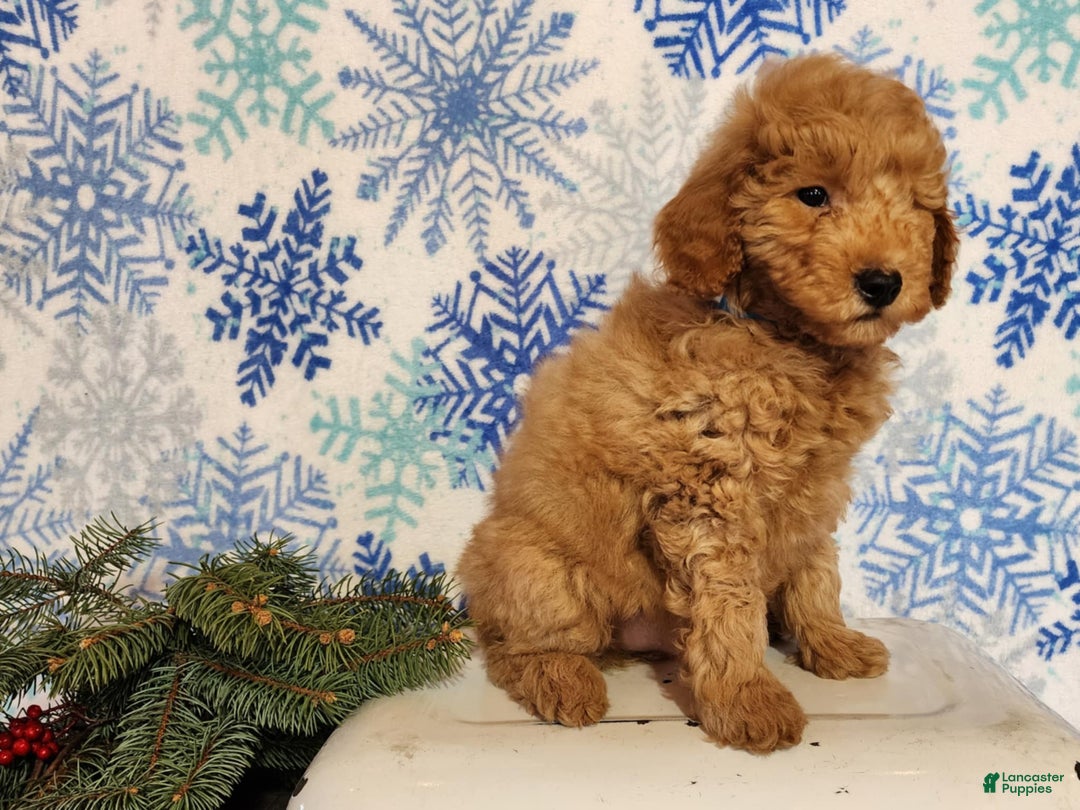 Mini Goldendoodle dogs for sale: Houston - Ad 13