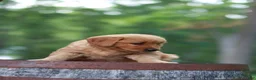 Golden Retriever dogs for sale: Bella - Ad 6