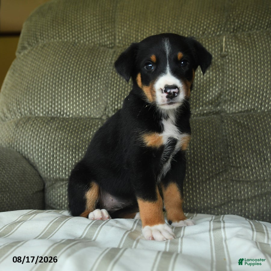 Greater Swiss Mountain Dog dogs Olive  - Ad 1