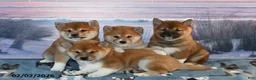 Shiba Inu dogs for sale: Anthony - Ad 5