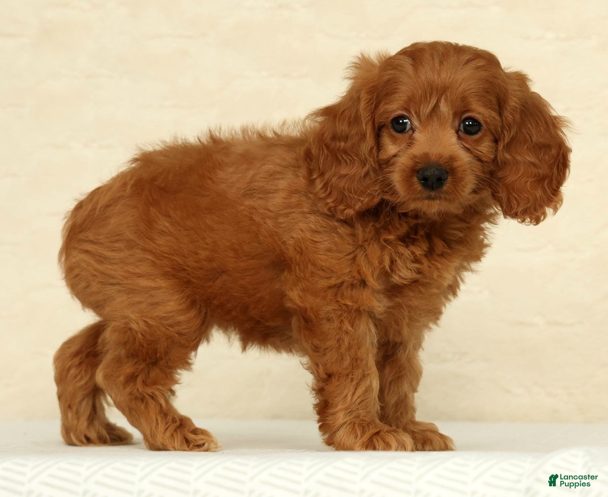 Cockapoo dogs Autumn - Ad 1