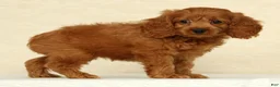 Cockapoo dogs for sale: Autumn - Ad 1
