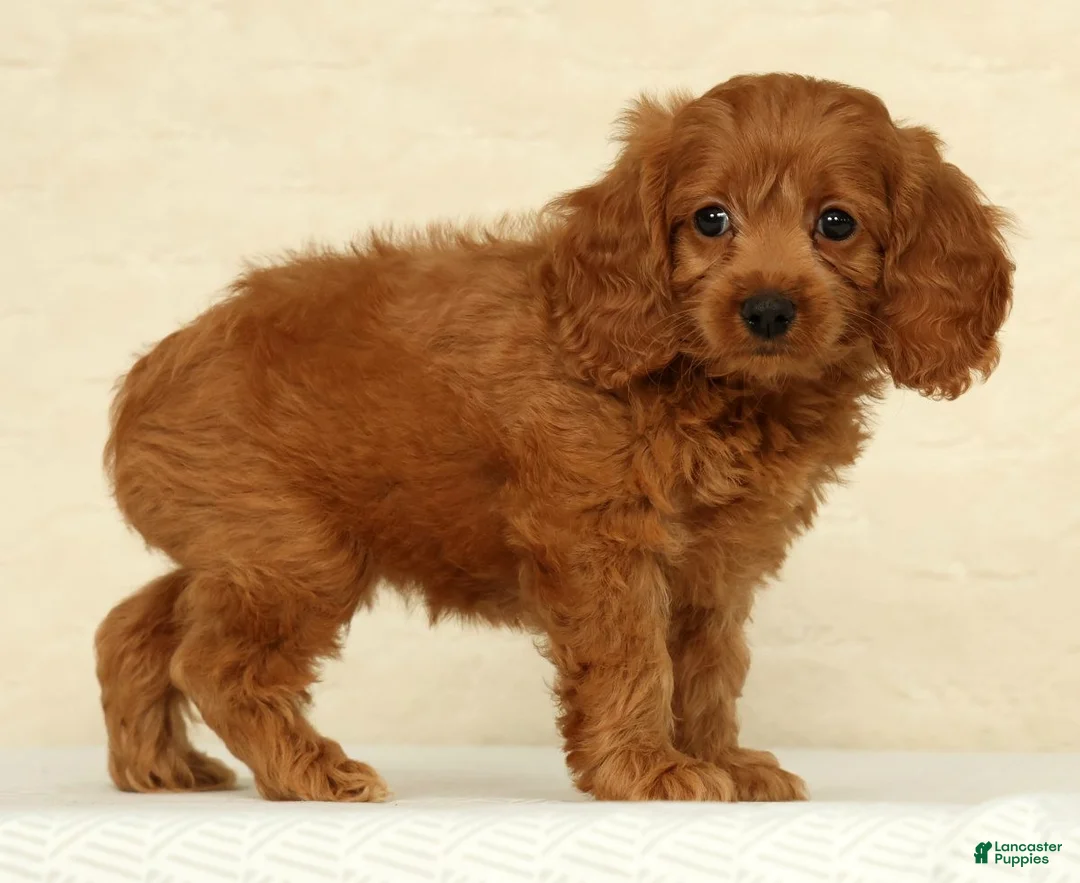 Cockapoo dogs for sale: Autumn - Ad 1