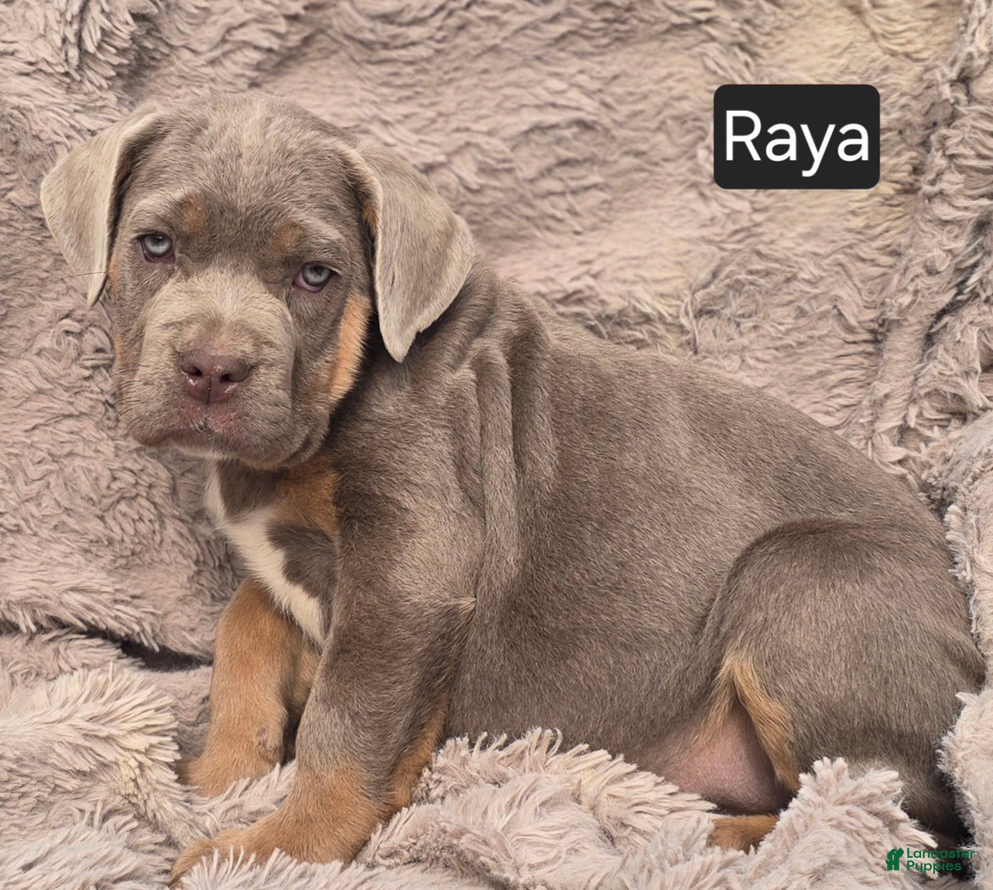 Cane Corso dogs Raya - Ad 1