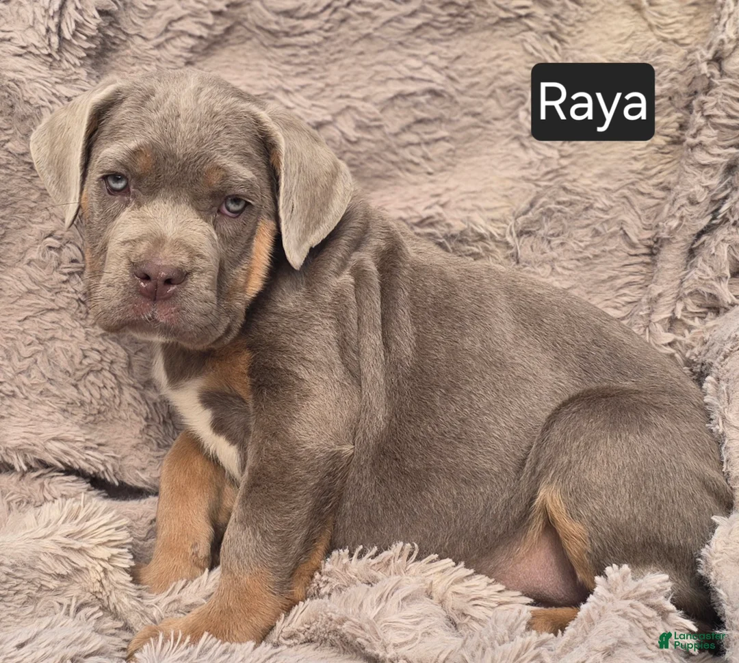 Cane Corso dogs for sale: Raya - Ad 1