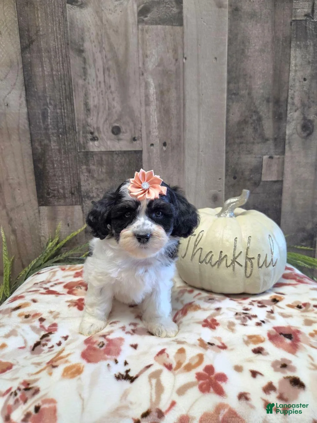 Mixed Breed dogs for sale: Oreo - Ad 2