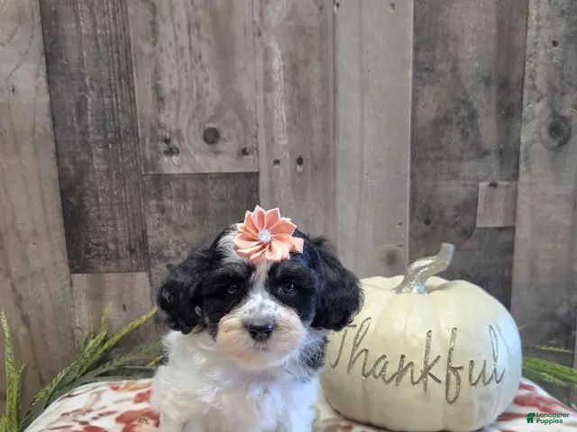 Mixed Breed dogs for sale: Oreo - Ad 2