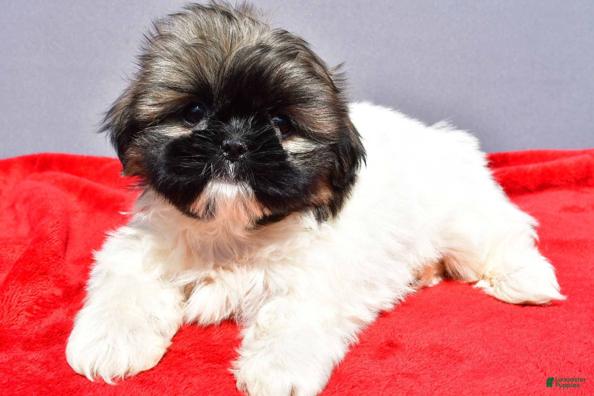 Shih Tzu dogs Misty - Ad 1