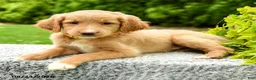 Mini Goldendoodle dogs for sale: Holly - Ad 5