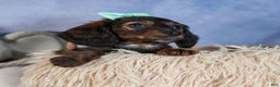 Miniature Dachshund dogs for sale: Cleo - Ad 30