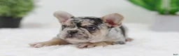 French Bulldog dogs for sale: Gus - Ad 6