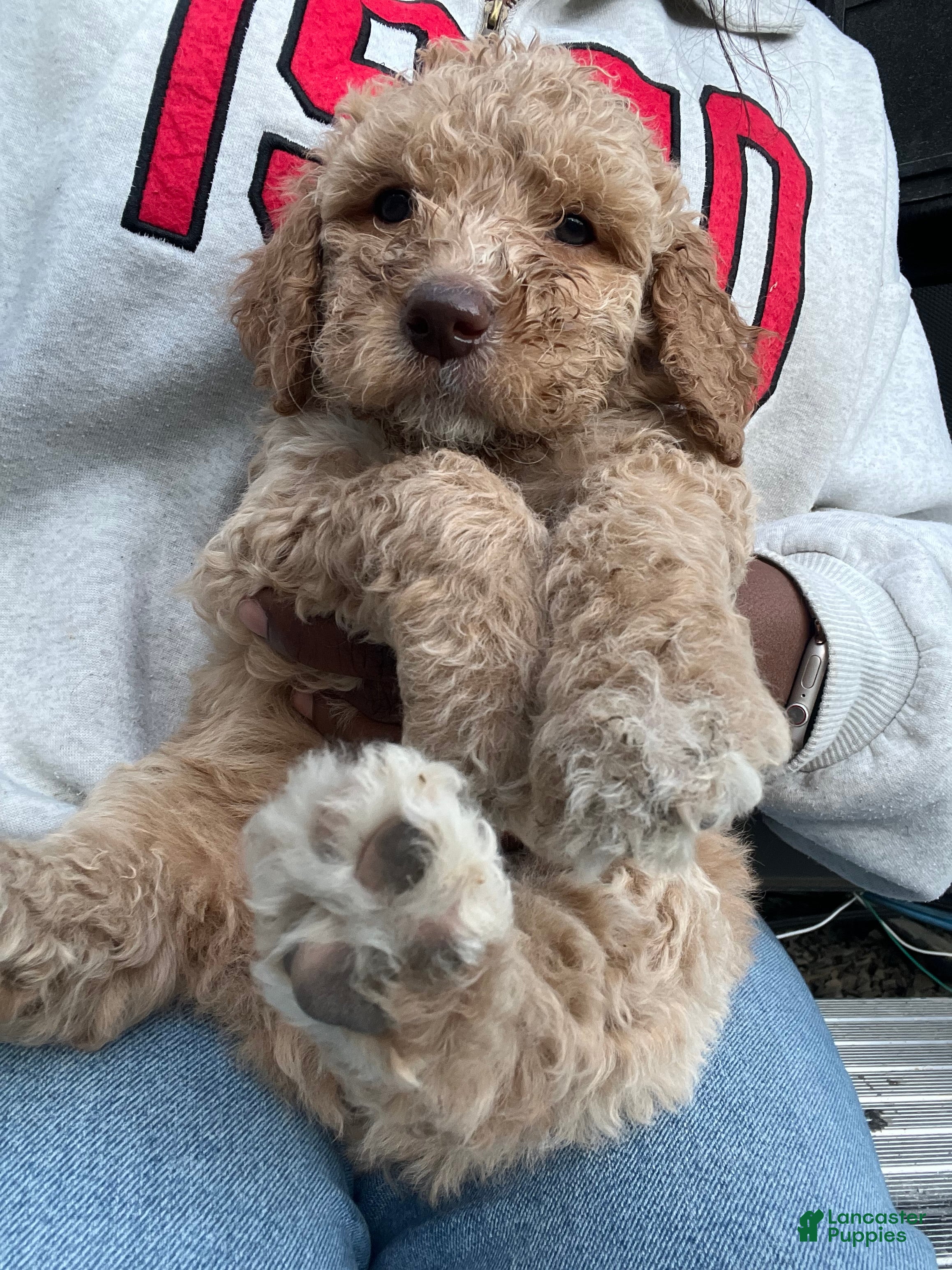 Goldendoodle dogs Willow /Black - Ad 2