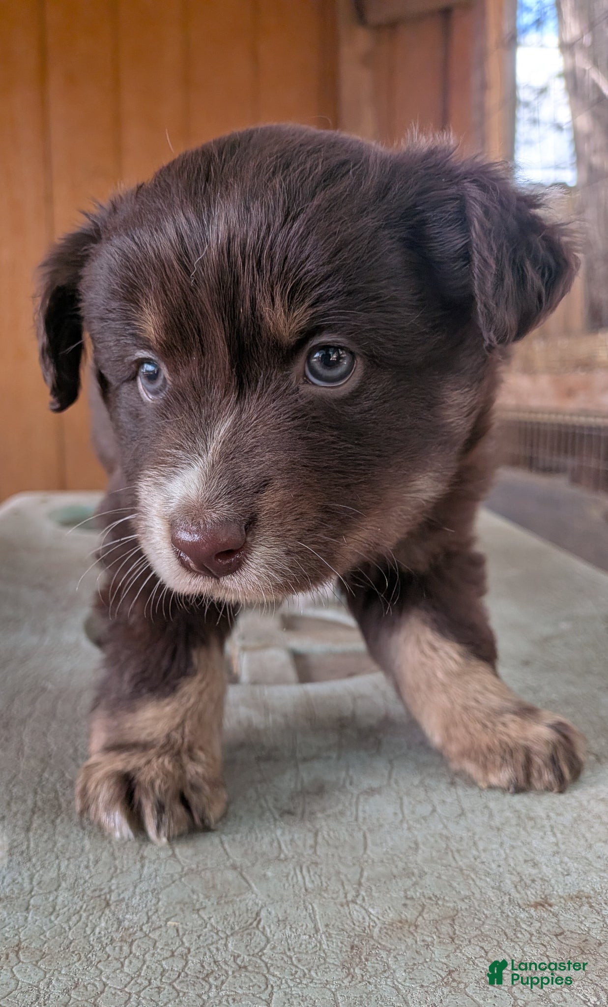 Australian Shepherd dogs Australian Shepherd Puppy 2 - Ad 39