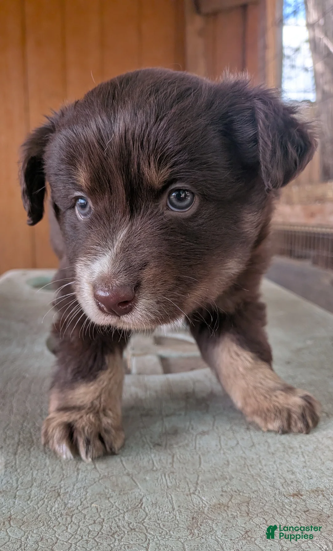 Australian Shepherd dogs for sale: Australian Shepherd Puppy 2 - Ad 1