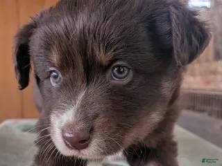 Australian Shepherd dogs Australian Shepherd Puppy 2 - Ad 39