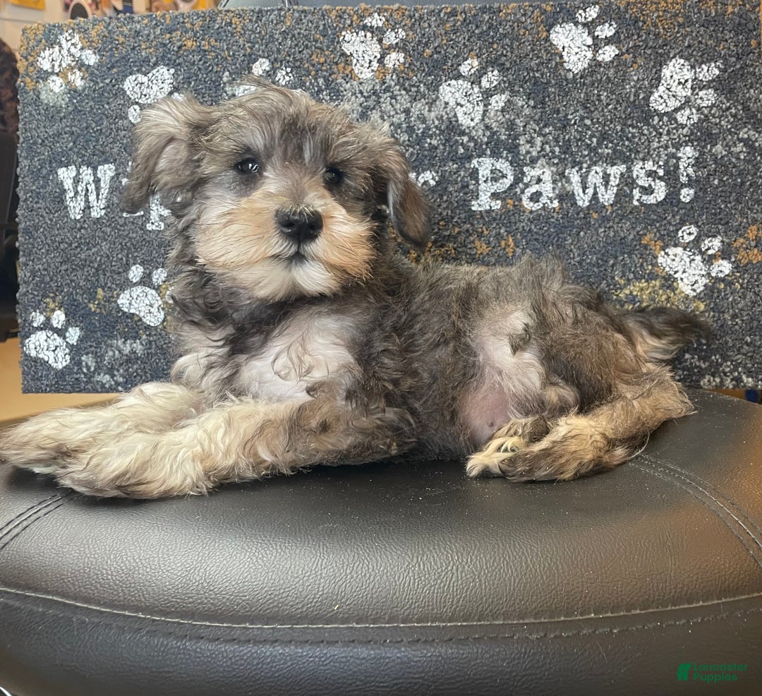 Miniature Schnauzer dogs for sale: Owen - Ad 2