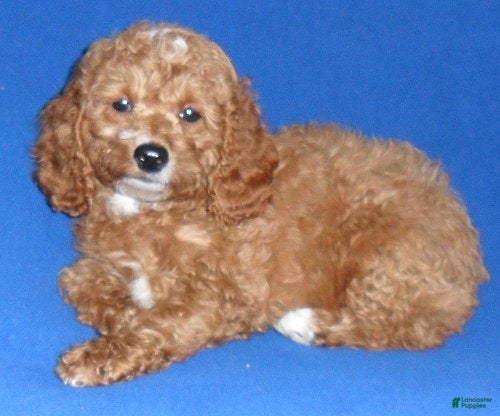 Cockapoo dogs Cooper - Ad 2