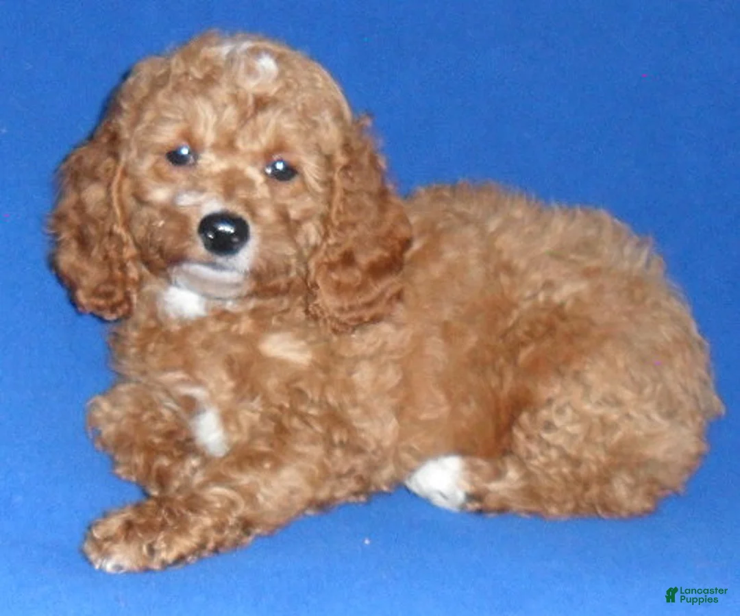 Cockapoo dogs for sale: Cooper - Ad 2