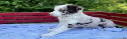 Australian Shepherd dogs for sale: Riley - Ad 3