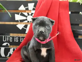 Cane Corso dogs for sale: Bella - Ad 2