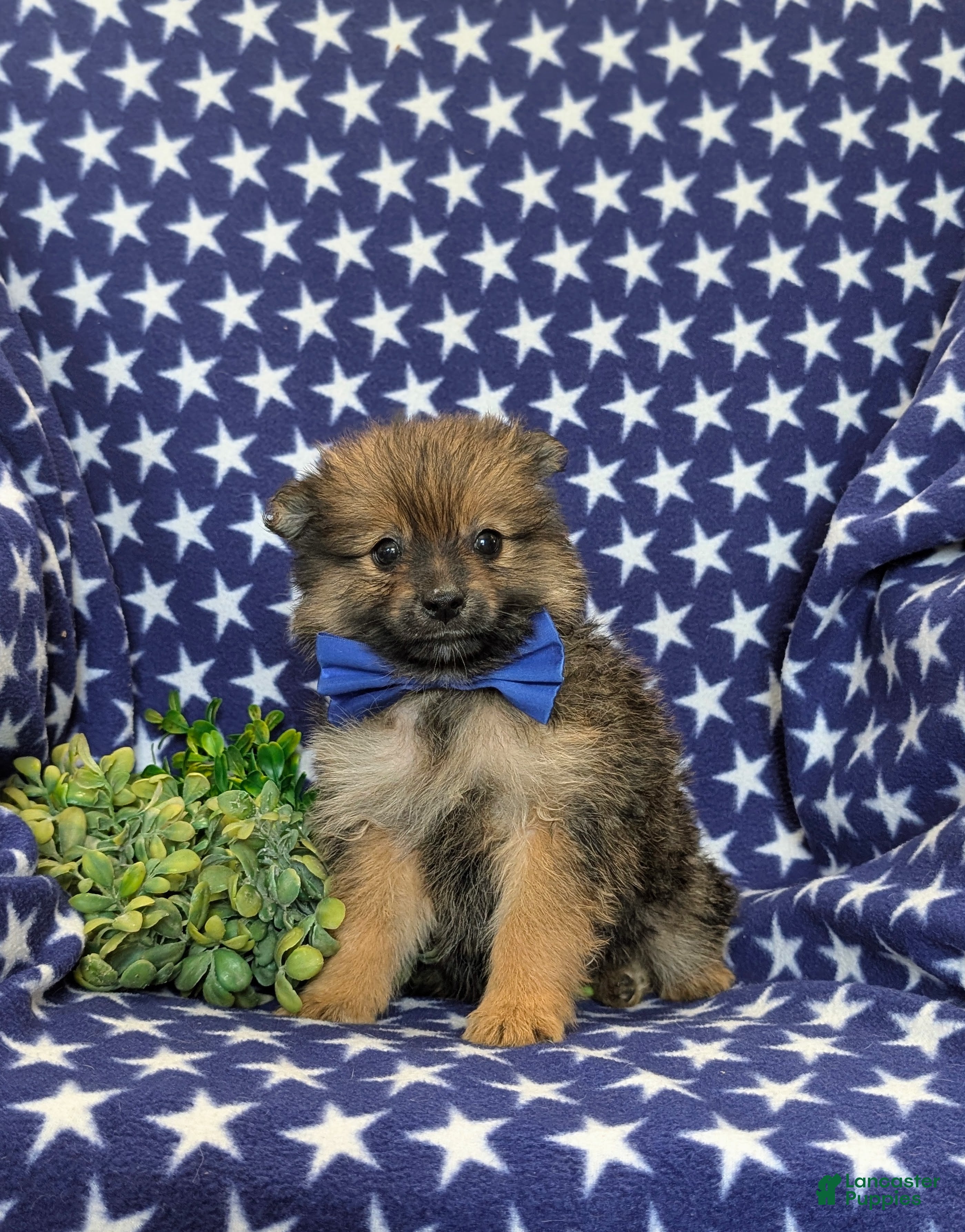 Pomeranian dogs Boyd - Ad 2