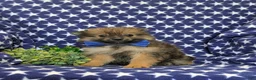 Pomeranian dogs for sale: Boyd - Ad 2