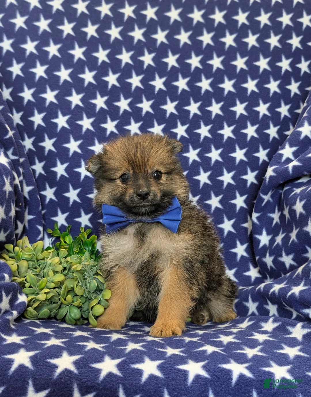 Pomeranian dogs for sale: Boyd - Ad 2