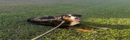 Bernese Mountain Dog dogs for sale: Bernese Mountain Dog Puppy 1 - Ad 10
