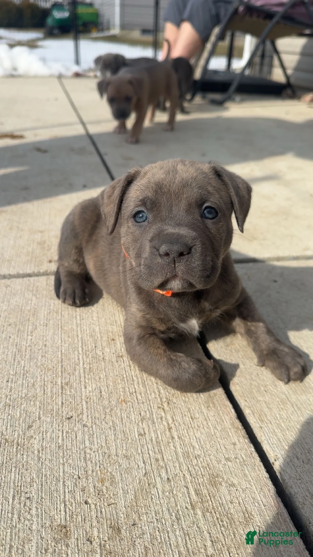 American Pit Bull Terrier dogs for sale: American Pit Bull Terrier Puppy 4 - Ad 1