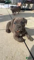 American Pit Bull Terrier Puppy 4