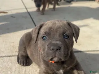 American Pit Bull Terrier dogs American Pit Bull Terrier Puppy 4 - Ad 22